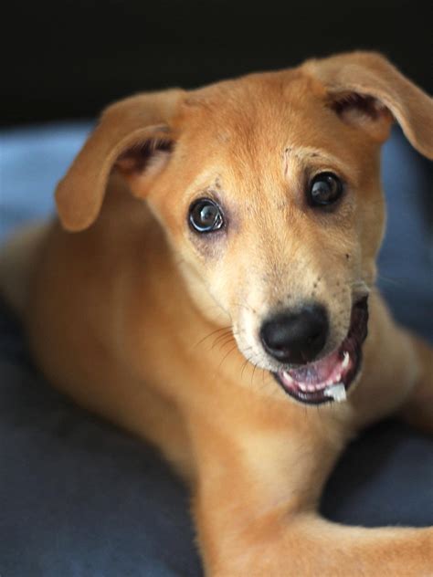 We should have stopped chemo at this point. Shanmugam Urges Against Attacking Vet Who Put Dog Down As ...