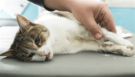 Menurut laman felinecrf.org, banyak tanda medis yang menunjukkan seekor kucing hampir mati. Tanda-tanda Kucing Akan Mati yang Harus Anda Ketahui