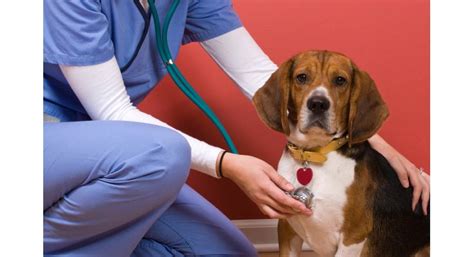The malpighian tubule system in insects and the kidney carry out osmoregulation and the removal of nitrogenous wastes. Low-Cost Animal Vaccination Clinic in Warren - #MIWarren