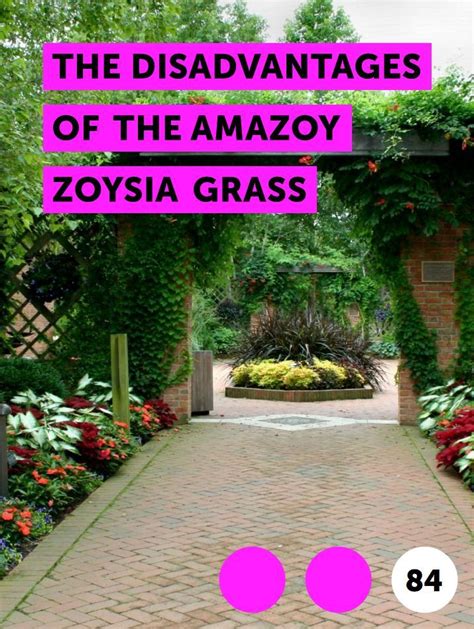 In this video i provided a detailed tutorial on how to grow zoysia grass from plugs faster. Learn The Disadvantages of the Amazoy Zoysia Grass | How to guides, tips and tricks | Mexican ...