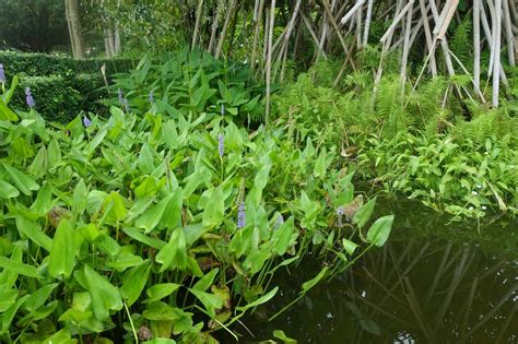 Wassergarten » Teiche in meiner Nähe