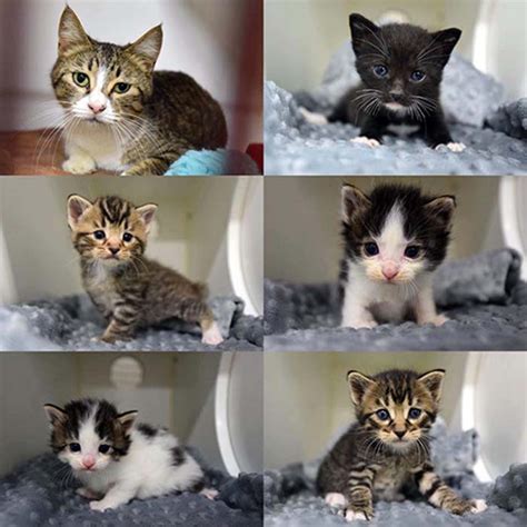 Find cats and kittens for adoption at the michigan humane society. Top 10 Kitten Nursery Stories | San Diego Humane Society