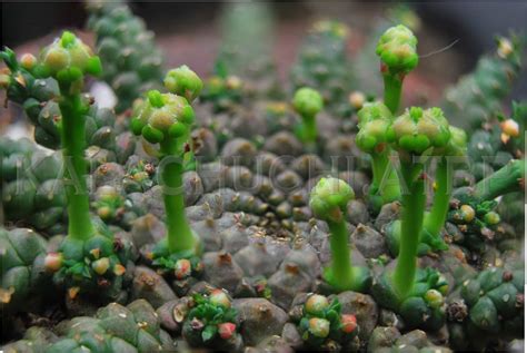 Get cactus, sulfur, propellant, flame arrow подробнее. Kalachuchi Atbp: Succulentry