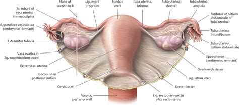 Langes band an der gebärmutter. Ligamentum latum uteri - Tıpacı