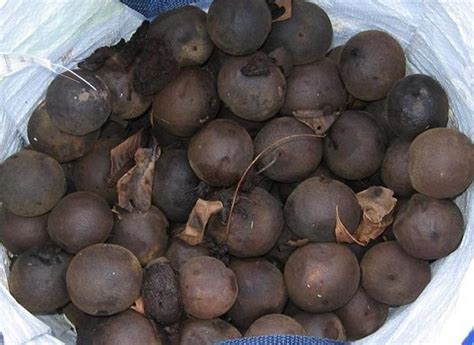 Dominique cardon refers to the walnut. Husking Black Walnuts for Organic Brown Dye - Song of the ...