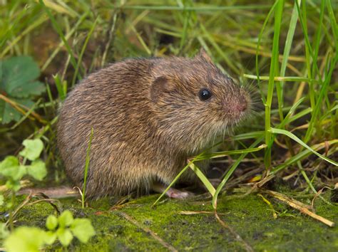 We charge a set up fee/inspection to come out to your home to survey the property and strategically set traps. Voles Trapping & Removal in Virginia - Professional Pest ...