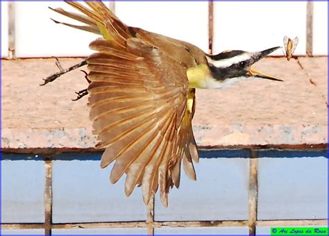 Bem te vi chegar assim quieto mas não tenho pressa, amor assim não há de curar e eu sei esperar, cada segundo perto é mais que desencontro ergue essa bandeira e deixa eu te encontrar de novo. Fotos de Natureza: Bem-te-vi
