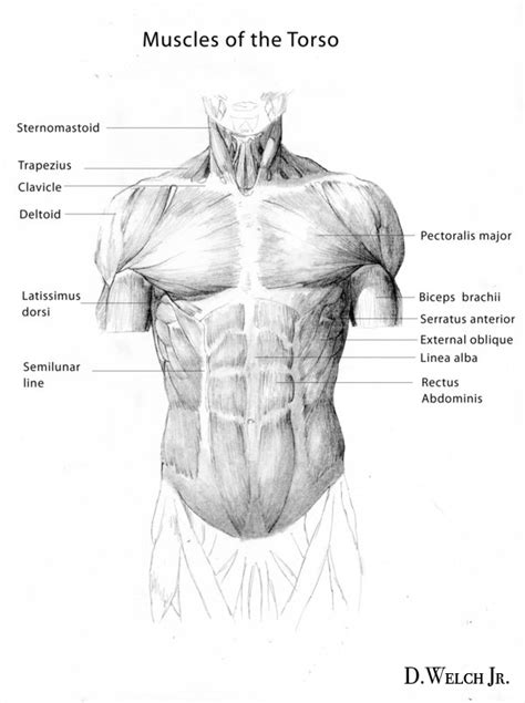 Surface anatomy affects the form of the surface. Torso Muscles by DarkKenjie on DeviantArt