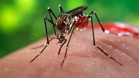 Tipe a dan b menyebabkan epidemi tahunan influenza yang memiliki hingga. Apa Itu Virus Zika? - Mommies Daily