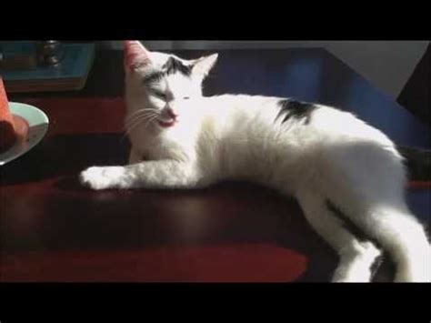 Check spelling or type a new query. Holly the singing cat boom boom let me hear you say wayo ...