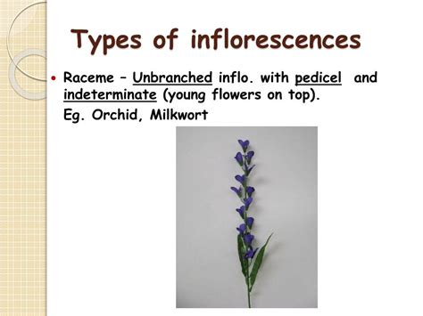 Work we design and develop a novel method for classification of flowers. PPT - Biology - 328 Lab PowerPoint Presentation, free ...