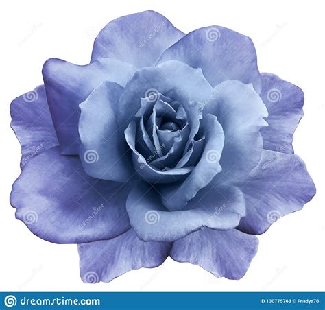 20 semi / pack semi willow verbena di fiori azzurri semi viola. Rosa Blu-porpora Isolata Fiore Su Un Fondo Bianco Closeup ...