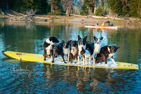 Cpt has trained over 50,000 dogs. Kimberly Teichrow Photography: 'SUP, pups? Dogs on a ...