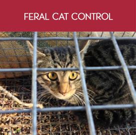 These people mean well, but they don't realize that cats should be spayed and neutered as soon as possible to improve their quality of life and prevent the birth of more kittens. Bed Bugs Control In Bahrain | Fumigation Control Service ...