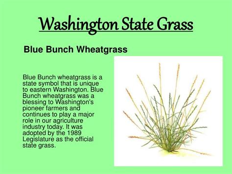 What is the name of the washington state frog? PPT - Washington State Facts and Symbols PowerPoint ...