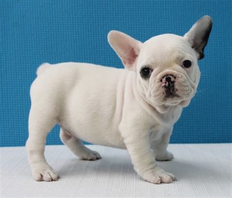 French bulldog puppies are really cute, so today we'll discuss a lot more about these pups, their growth stages, nutritional needs, and training! French Bulldog puppies for sale English Bulldog puppies for sale New Jersey New York Pennsylvania