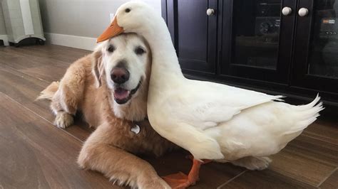 The meme typically consists of a picture of a shiba inu dog accompanied by multicolored text. Dog And Duck Are Inseparable Best Friends - I Can Has ...