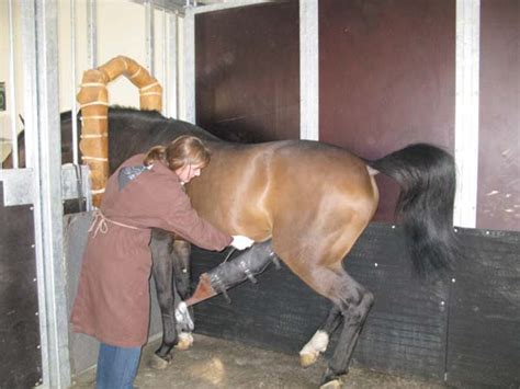 Der braunschimmel zeichnete sich im korrekten umgang beim reiten und fahren aus. Gestüt Grenzland - Pferdepraxis