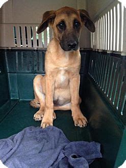 The great dane should have a large sized yard and plenty of exercise room. Harrisburg, NC - Mastiff/Great Dane Mix. Meet Ellie a ...