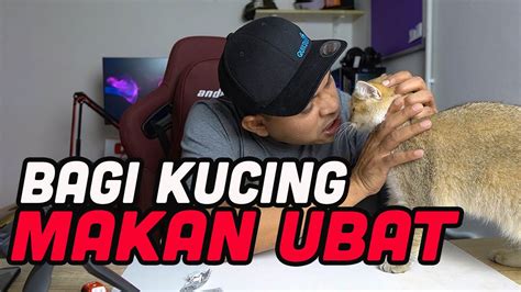 2 terakhir paling mudah 2021, april. Cara bagi kucing makan ubat dengan mudah - YouTube