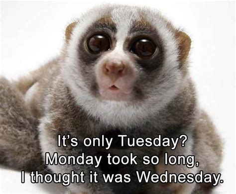 A collection of tuesday quotes to encourage you, to make you smile tuesday is a day of the week where the routine is in full swing; Funny Animal Pictures Of The Day - 23 Pics | Funny tuesday ...