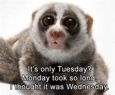 The best happy weekend quotes and saying about weekend with images. Funny Animal Pictures Of The Day - 23 Pics | Funny tuesday ...