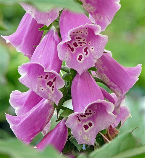 Celebrate and remember the lives we have lost in granby, connecticut. Foxglove | Love these flowers | Nancy Chow | Flickr