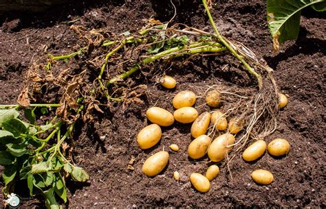 Wann kartoffeln gesetzt werden sollten hängt von verschiedenen faktoren ab. Amor&Kartoffelsack: Kartoffelanbau - die Ernte