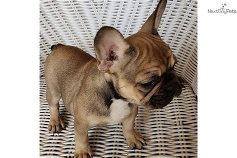 Hes been raised indoors and highly social. Remy: French Bulldog puppy for sale near Houston, Texas ...