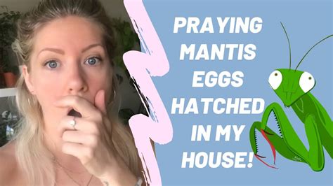 To reprogram your subconscious mind it takes repetition. Praying Mantis Eggs Hatched in My House! - YouTube