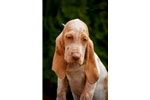 The current median price for all bracco italianos sold is $0.00. Bracco Italiano Puppies for Sale from Reputable Dog Breeders