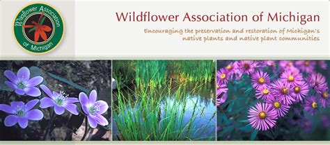 Celebrate michigan's diverse seed heritage with our michigan heirlooms. Wildflowers from Michigan | Wild flowers, Native plants ...