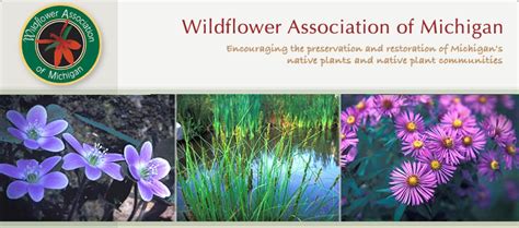 When should i clean up my yard in the fall? Wildflowers from Michigan | Wild flowers, Native plants ...