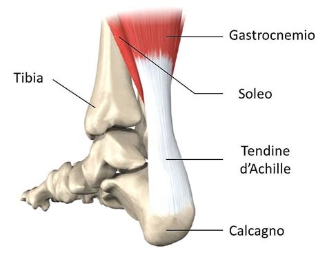 La tendinite di achille (o tendinopatia) è una condizione in cui il tendine di achille è infiammato e doloroso. Salute, gli esperti: "crack dei tendini potrebbe essere ...