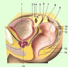 Diese baugruppen und systeme werden in der anatomie des menschen beschrieben. Anatomie Mensch, innere Organe Frau und Mann, Ansicht ...