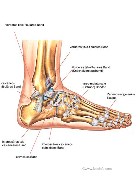 Aus welchen gründen sollte man sehnenentzündung sprunggelenk online erwerben? Bänder des Fusses und Sprunggelenkes - fussInfo
