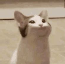 Discover and share the best gifs on tenor. Pop Cat Meme GIF - PopCatMeme - Discover & Share GIFs