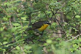 It can be hard finding a bird book with so many options on the market today. NCC: Best places to bird in Ontario: Pelee Island and NCC ...