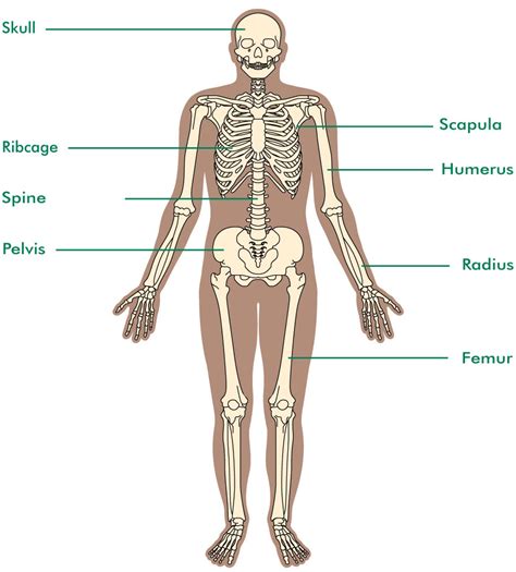 It is a tough protective layer that contains melanin (which. The bones | Bone cancer - Macmillan Cancer Support