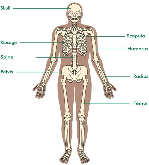 It is a tough protective layer that contains melanin (which. The bones | Bone cancer - Macmillan Cancer Support