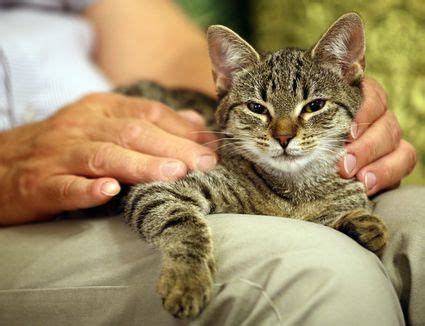 What Kind of Cat Should I Get?