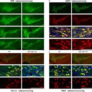 Neuron function pogil answer key. (PDF) Dopaminergic neurons