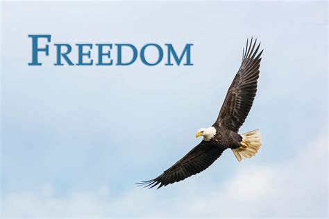 Freedom - Soaring with Eagles Int'l