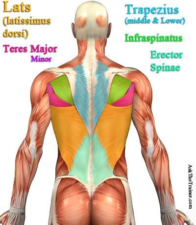 Which muscles does your back consist of? Back Workout Videos: FREE Lat Exercise Video of the Best ...