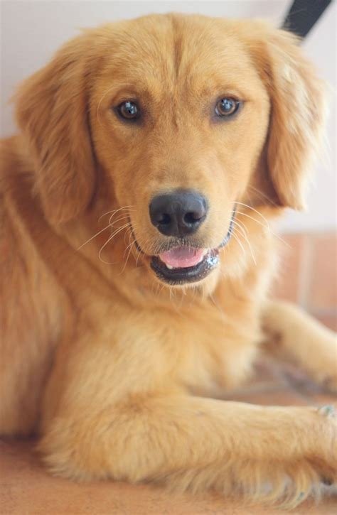 The golden retriever, some portion of the donning gathering of dogs, was initially reared as a chasing partner for recovering waterfowl, and keeps on being a standout amongst the most mainstream family puppies in the. Adopted, thank you! Mikey, Golden Puppy! Golden Retriever ...