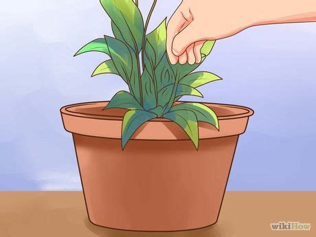 Choose from a classic white calla lily make an impression by sending calla lily flowers to a lucky recipient today. How to Care for Peace Lilies: 15 Steps - wikiHow | Peace ...