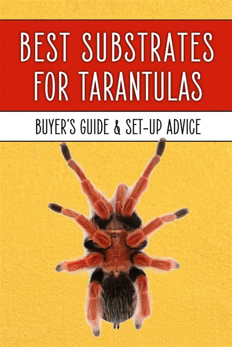 But tarantula venom isn't something that is deadly, so to speak, but if you are allergic to it you could go into anaphylactic shock if you are bitten by a tarantula and it doesn't do well in your system. Tarantula Substrates: What's Best? | Keeping Exotic Pets