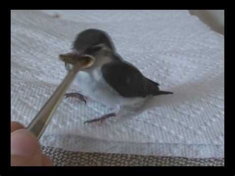 Translations of the phrase swallow it from english to spanish and examples of the use of swallow it in a sentence with their translations: feeding a baby swallow - YouTube