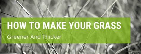 Because bahia grass can quickly grow and spread once it is allowed to produce seed heads, homeowners need to make sure that they mow their lawns on a regular basis. How To Make Your Grass Greener And Thicker | Jack's Garden