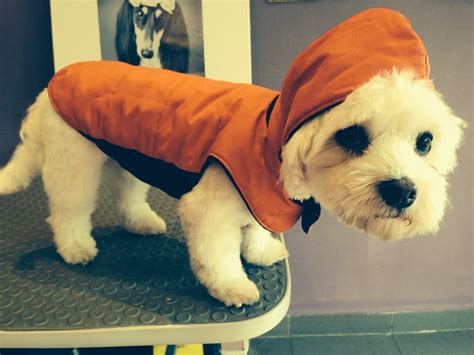Idee per realizzare semplici vestiti fai da te per cane ...